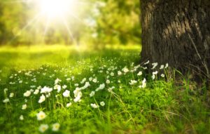 Natur erleben in den Yoga Retreats in Deutschland